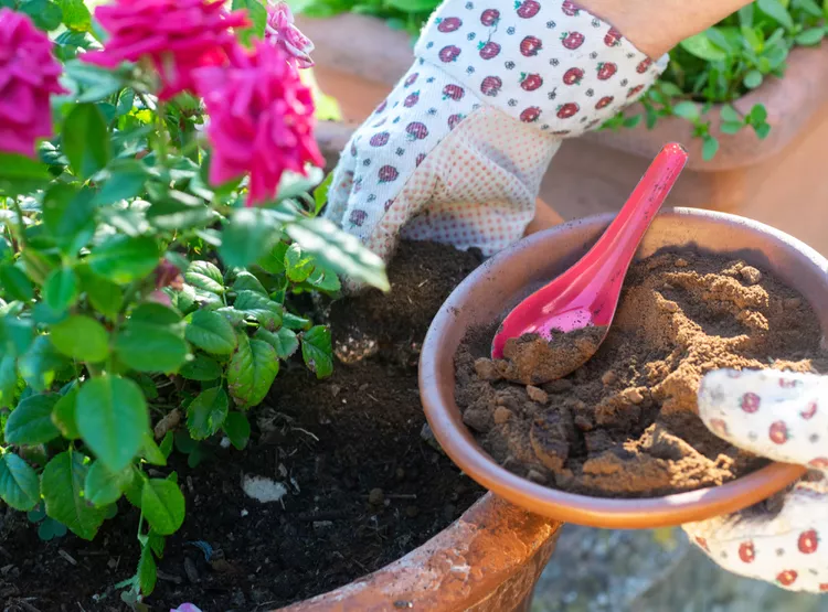 Are Coffee Grounds Good for Plants? An Expert Weighs In