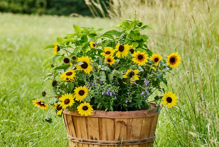 Your Simple Guide to Planting and Growing Sunflowers in Pots
