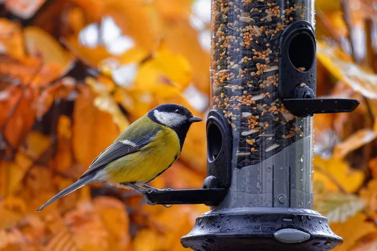 8 Common Bird Feeder Mistakes You Might Be Making (And How to Fix Them)