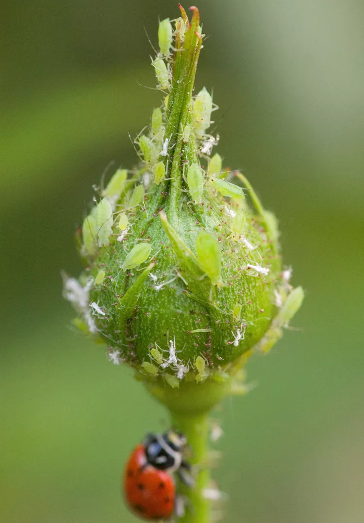 How to Get Rid of Aphids and Protect Plants from Infestation