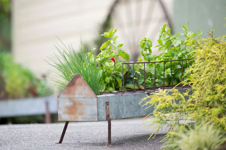 10 Best Basil Companion Plants to Help Your Garden Beds and Containers Thrive